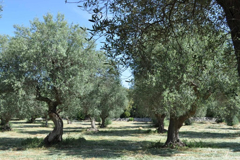 Masseria Costanza Putignano Exterior foto