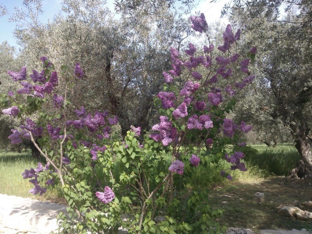Masseria Costanza Putignano Exterior foto